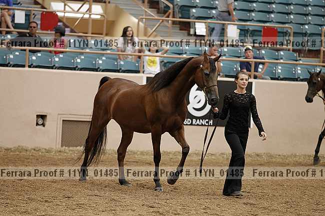 Proof 11yn_01485