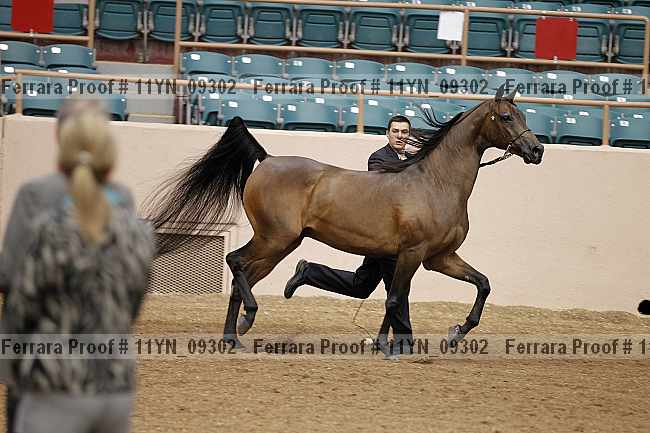 Proof 11yn_09302