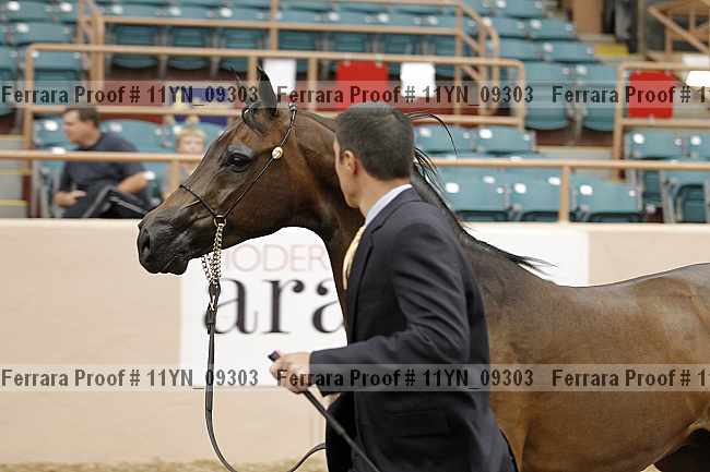 Proof 11yn_09303