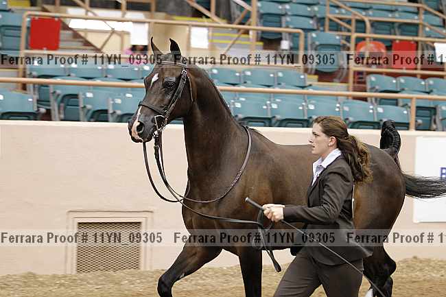 Proof 11yn_09305