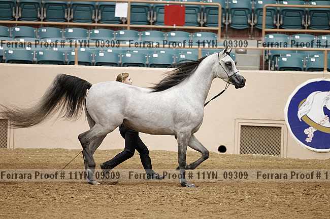 Proof 11yn_09309
