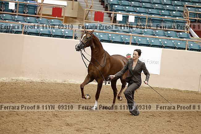 Proof 11yn_09310