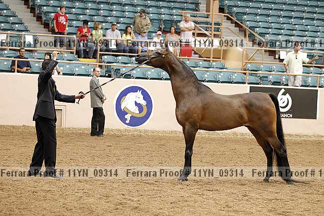 Proof 11yn_09314