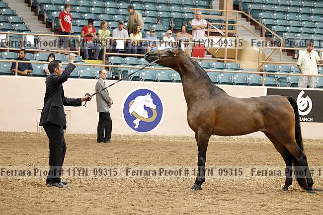 Proof 11yn_09315