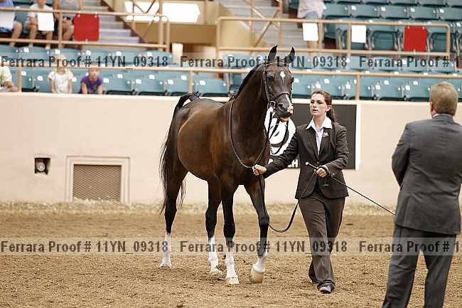 Proof 11yn_09318