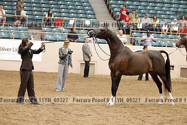 Proof 11yn_09327