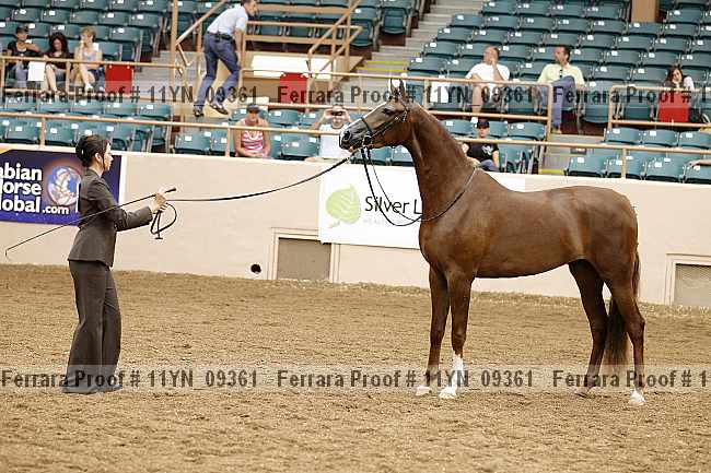 Proof 11yn_09361