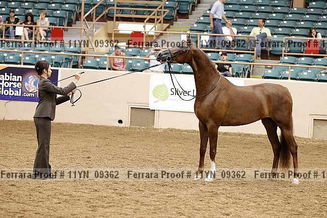 Proof 11yn_09362