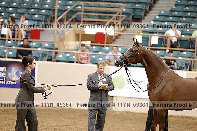 Proof 11yn_09364
