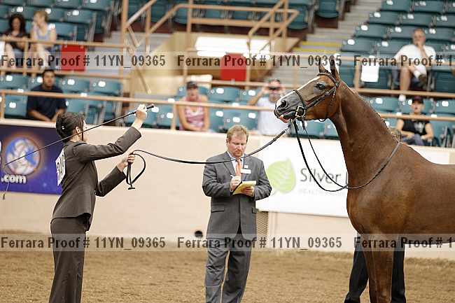 Proof 11yn_09365