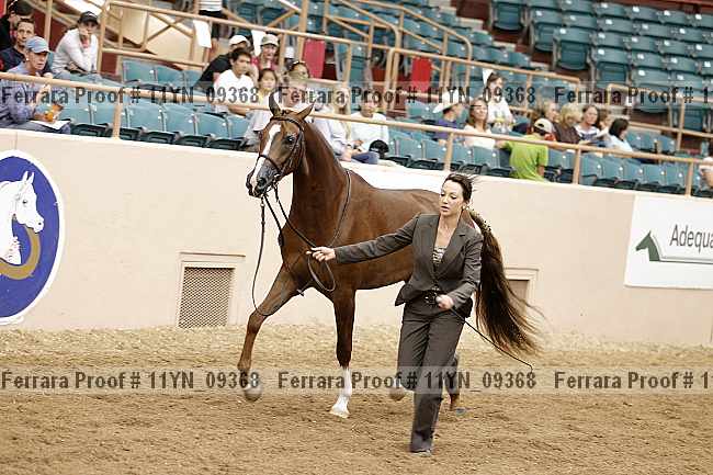 Proof 11yn_09368