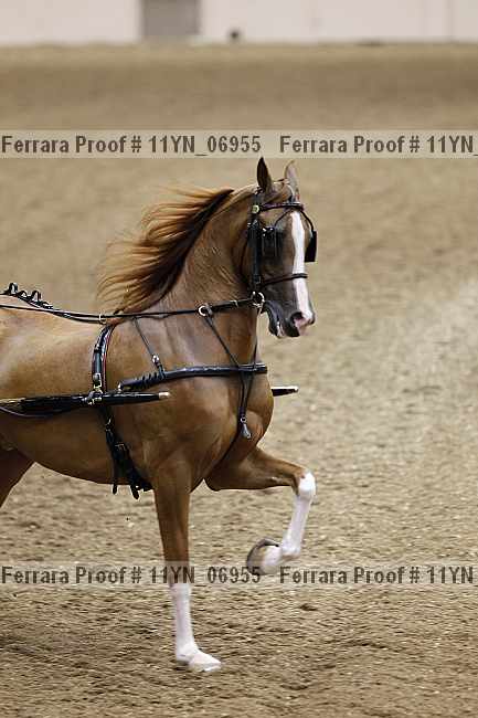 Proof 11yn_06955