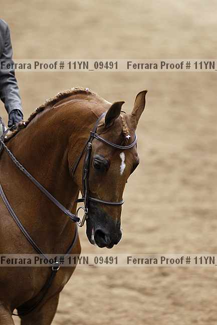 Proof 11yn_09491