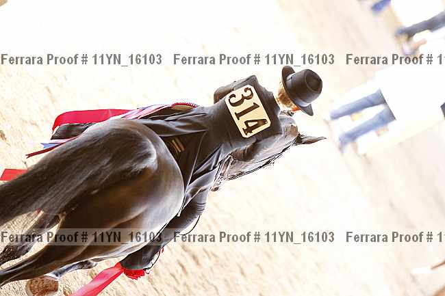 Proof 11yn_16103
