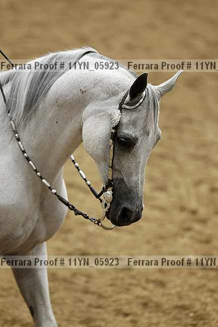 Proof 11yn_05923