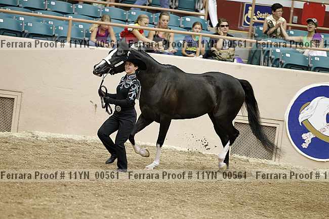 Proof 11yn_00561
