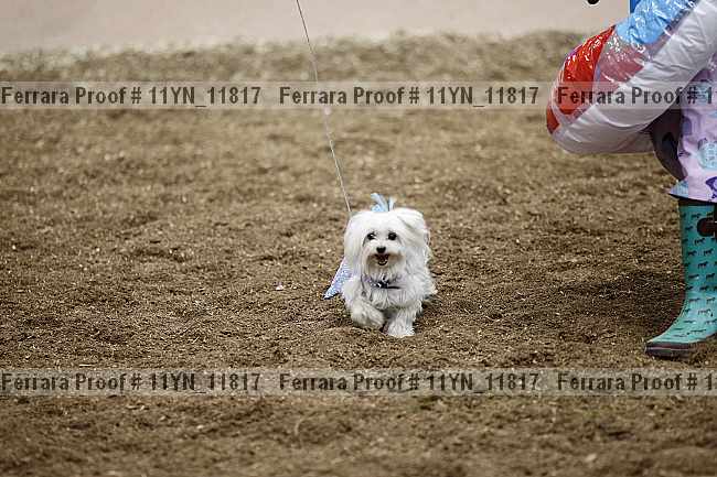 Proof 11yn_11817