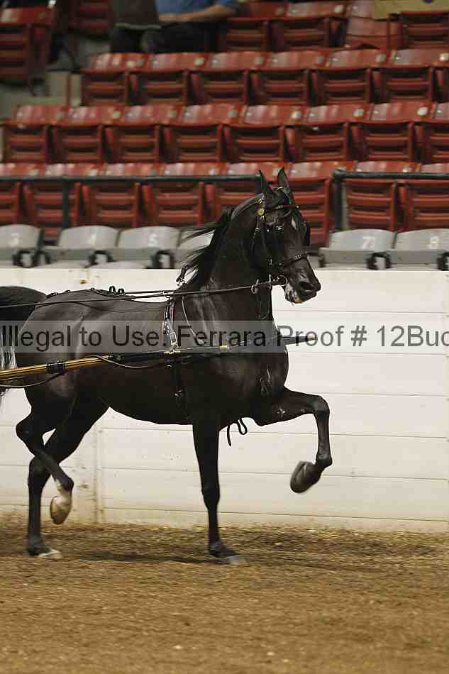 Proof 12buck_0038