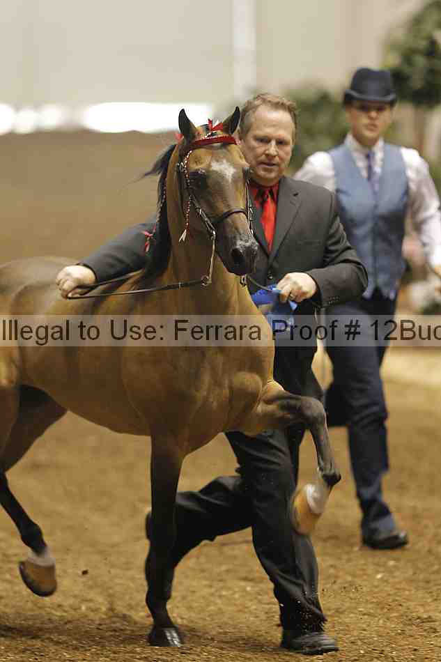 Proof 12buck_0056