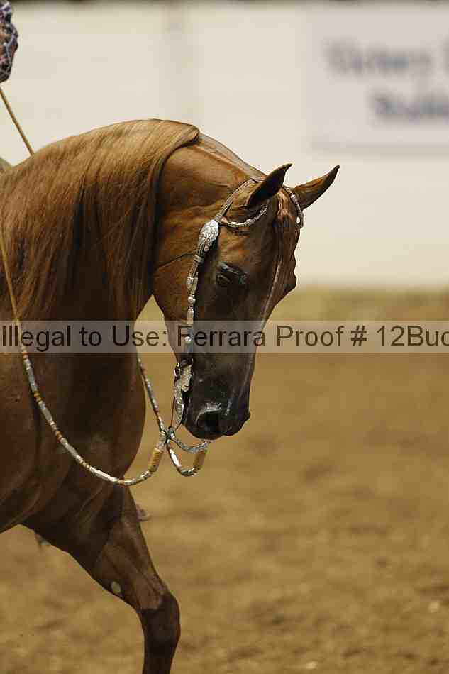 Proof 12buck_0104