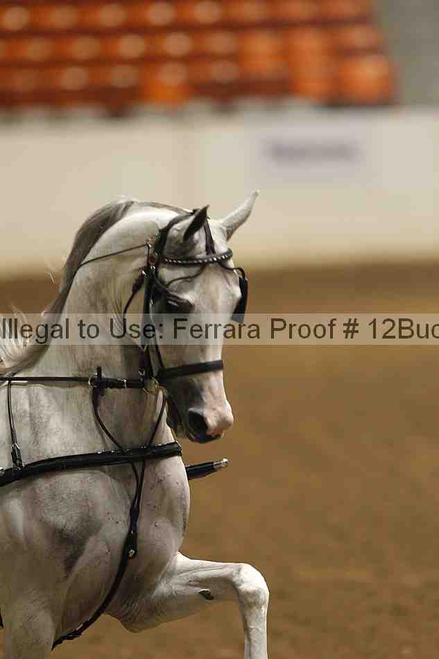 Proof 12buck_0459