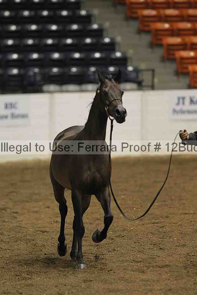 Proof 12buck_0681