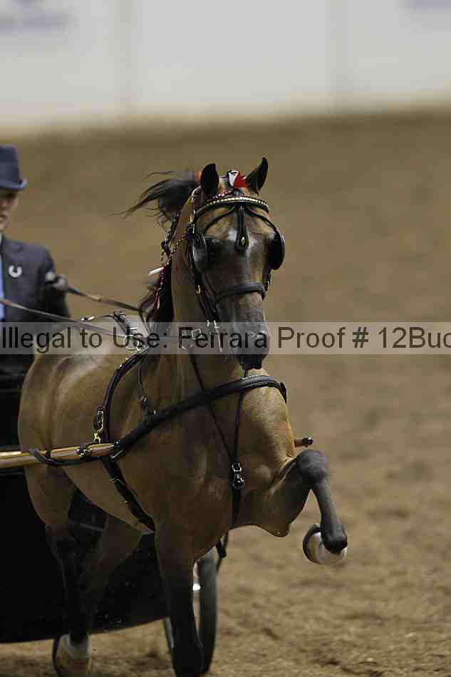 Proof 12buck_0667