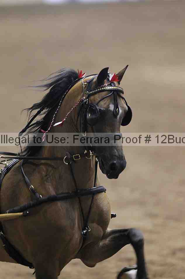 Proof 12buck_0668
