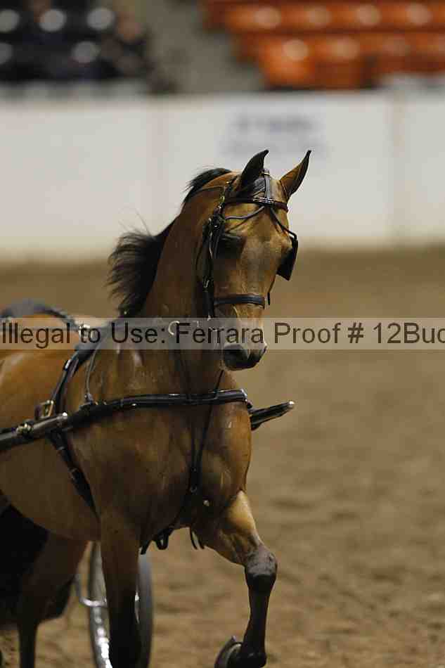 Proof 12buck_1039