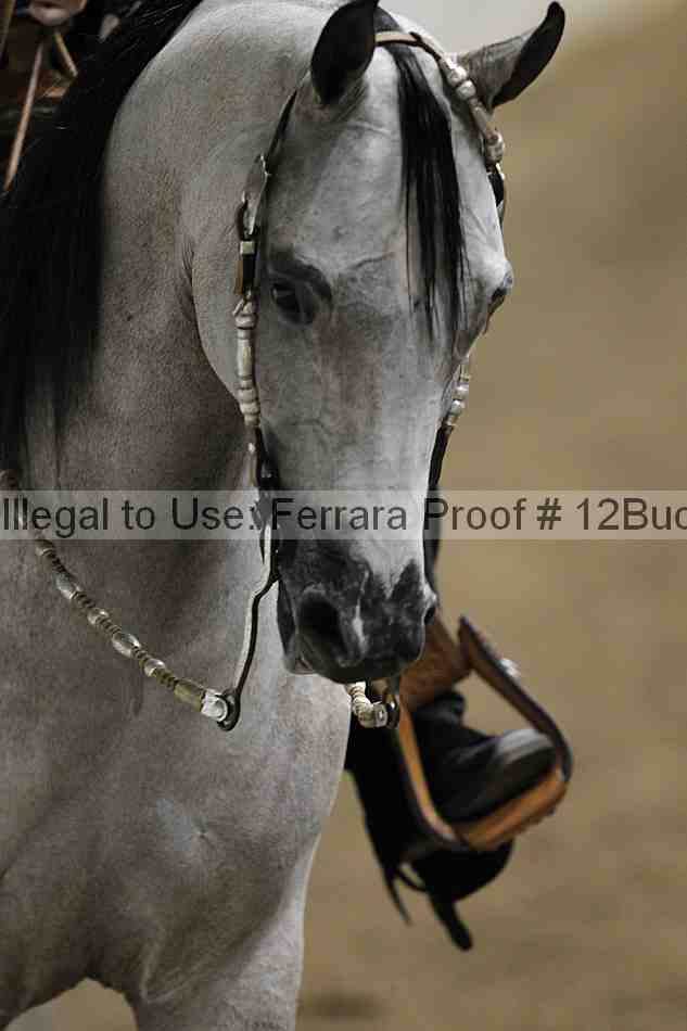 Proof 12buck_1083