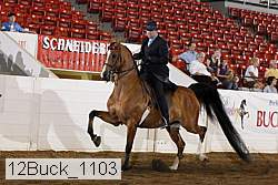 12buck_1103 proof