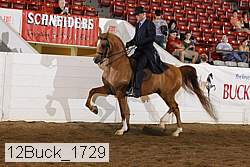 12buck_1729 proof
