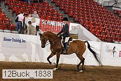 12buck_1838 proof