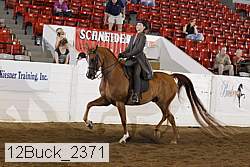 12buck_2371 proof