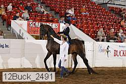12buck_2491 proof