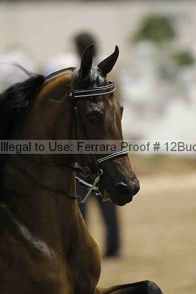 Proof 12buck_2552
