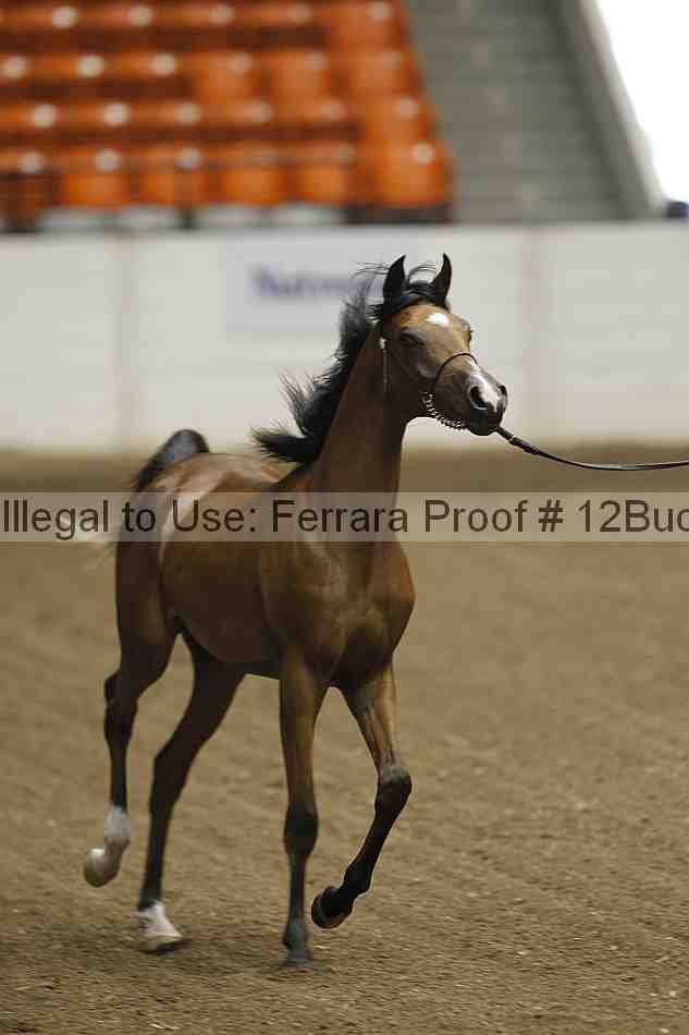 Proof 12buck_2605