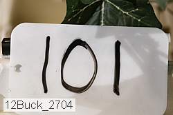 12buck_2704 proof