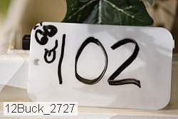 12buck_2727 proof