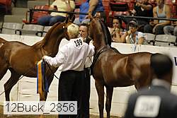 12buck_2856 proof