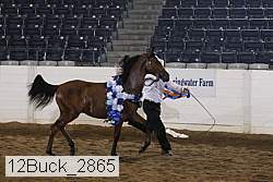12buck_2865 proof