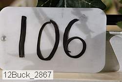 12buck_2867 proof