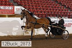 12buck_2873 proof
