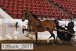 12buck_2877 proof