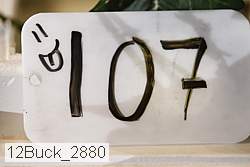 12buck_2880 proof