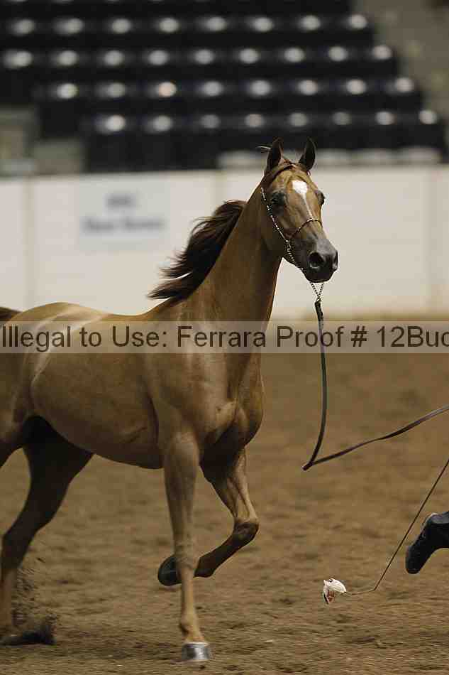 Proof 12buck_2987