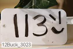 12buck_3023 proof