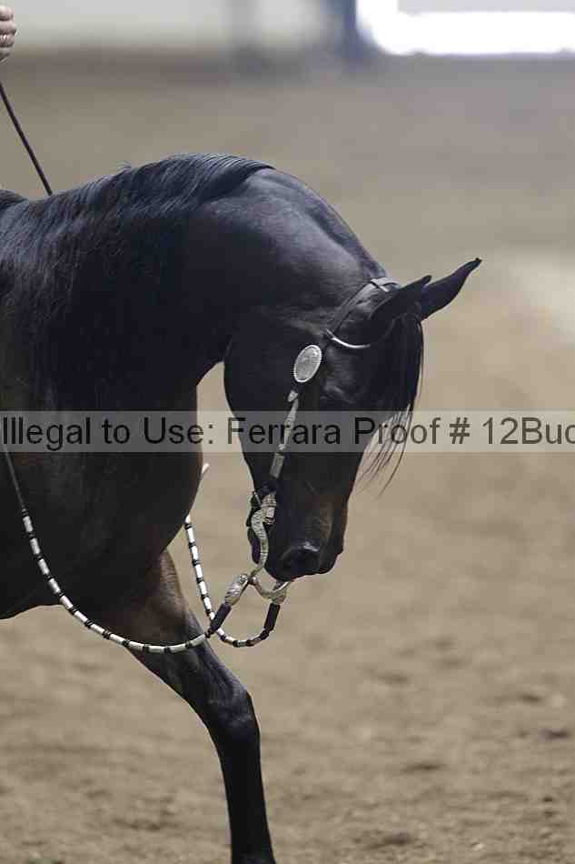 Proof 12buck_3091