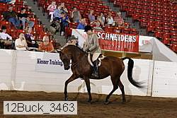 12buck_3463 proof