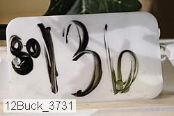 12buck_3731 proof